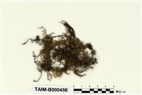 藏品(大羽苔)的圖片